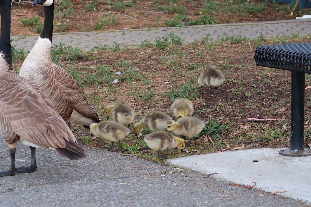カナダガンの赤ちゃん 2_a0397115_19172088.jpeg