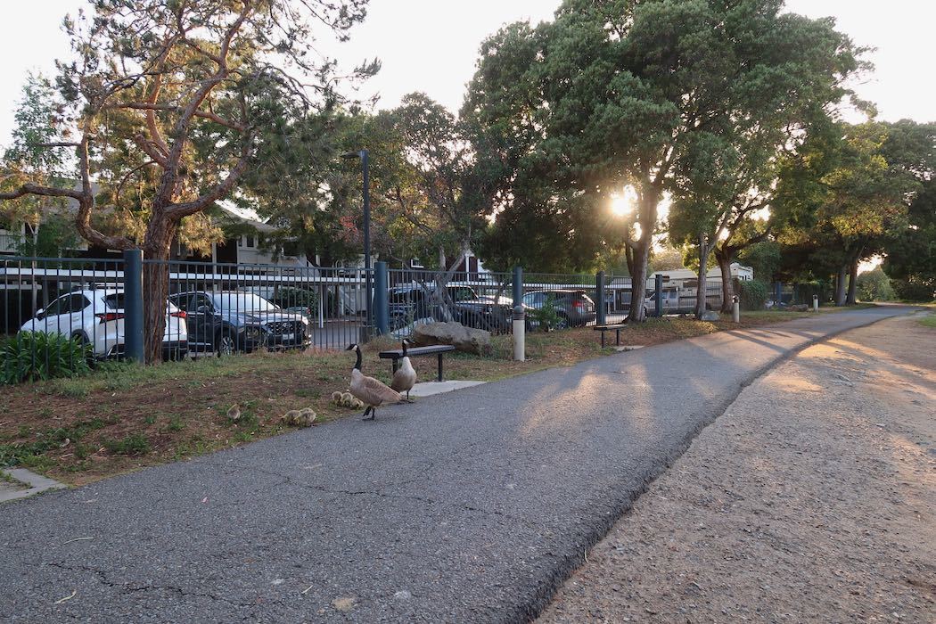 カナダガンの赤ちゃん 2_a0397115_19173864.jpeg