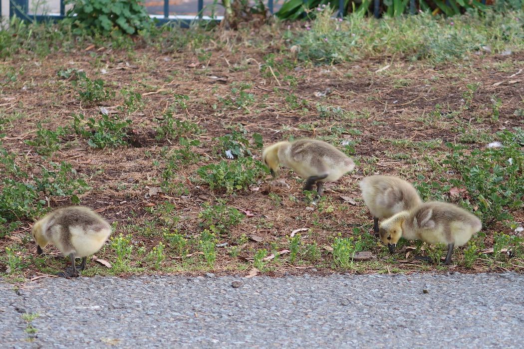 カナダガンの赤ちゃん 2_a0397115_19180510.jpeg