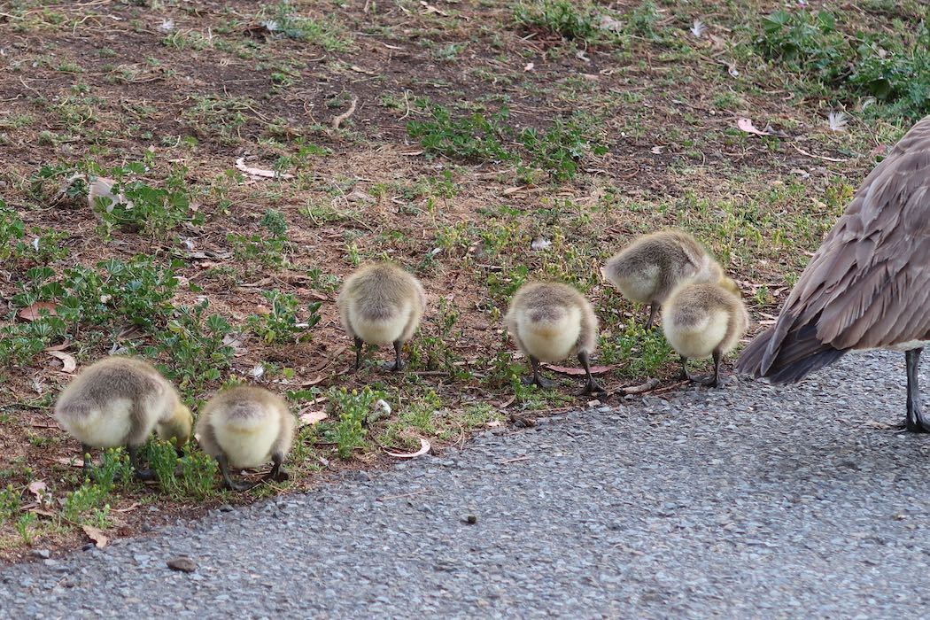 カナダガンの赤ちゃん 2_a0397115_19182818.jpeg