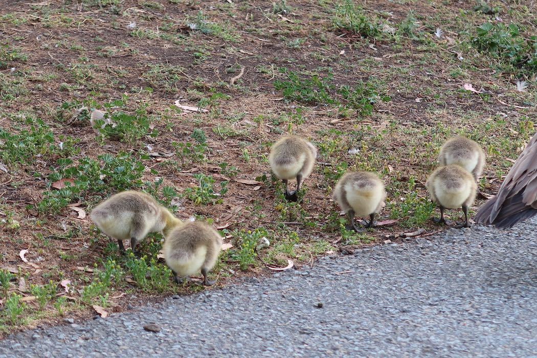 カナダガンの赤ちゃん 2_a0397115_19184465.jpeg