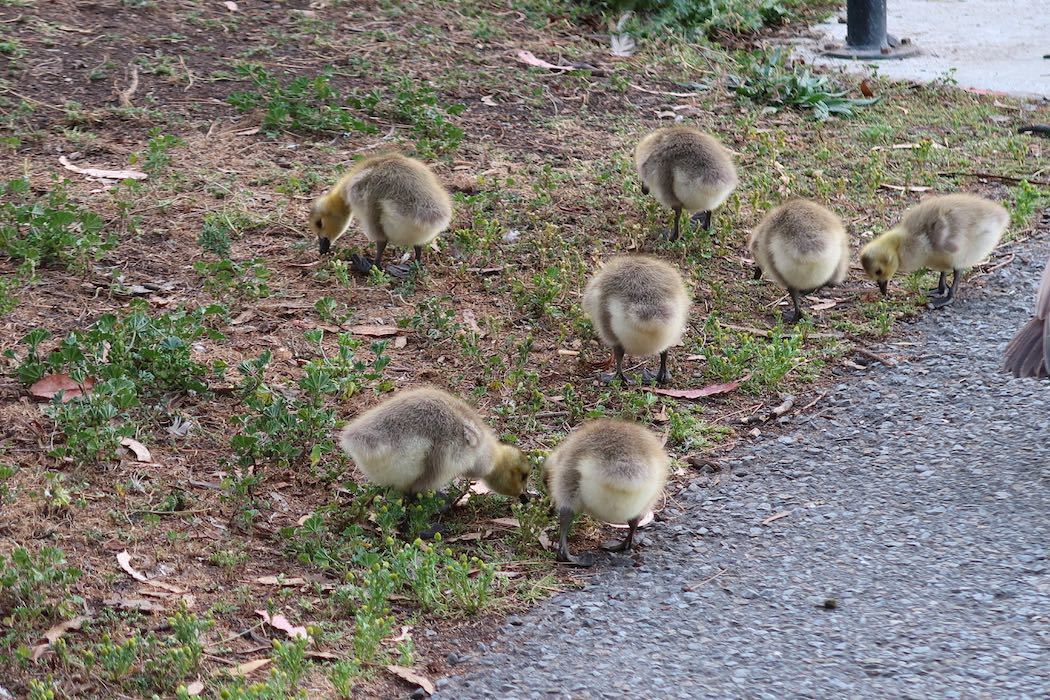 カナダガンの赤ちゃん 2_a0397115_19190476.jpeg