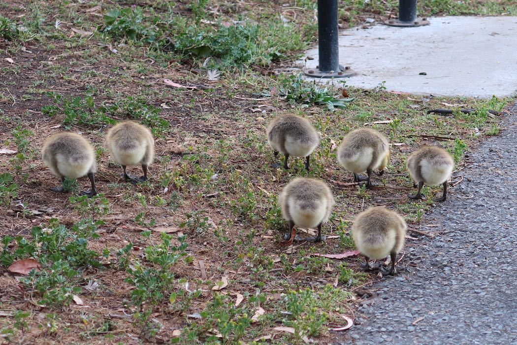 カナダガンの赤ちゃん 2_a0397115_19192608.jpeg