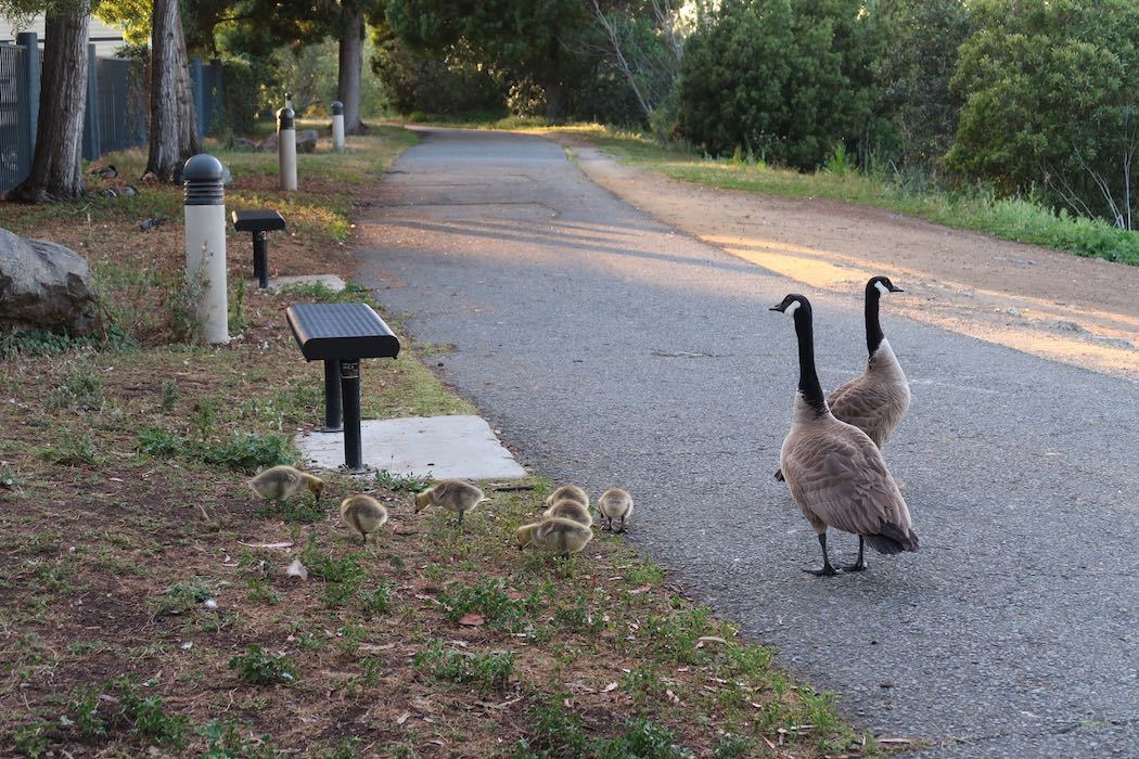 カナダガンの赤ちゃん 2_a0397115_19201183.jpeg