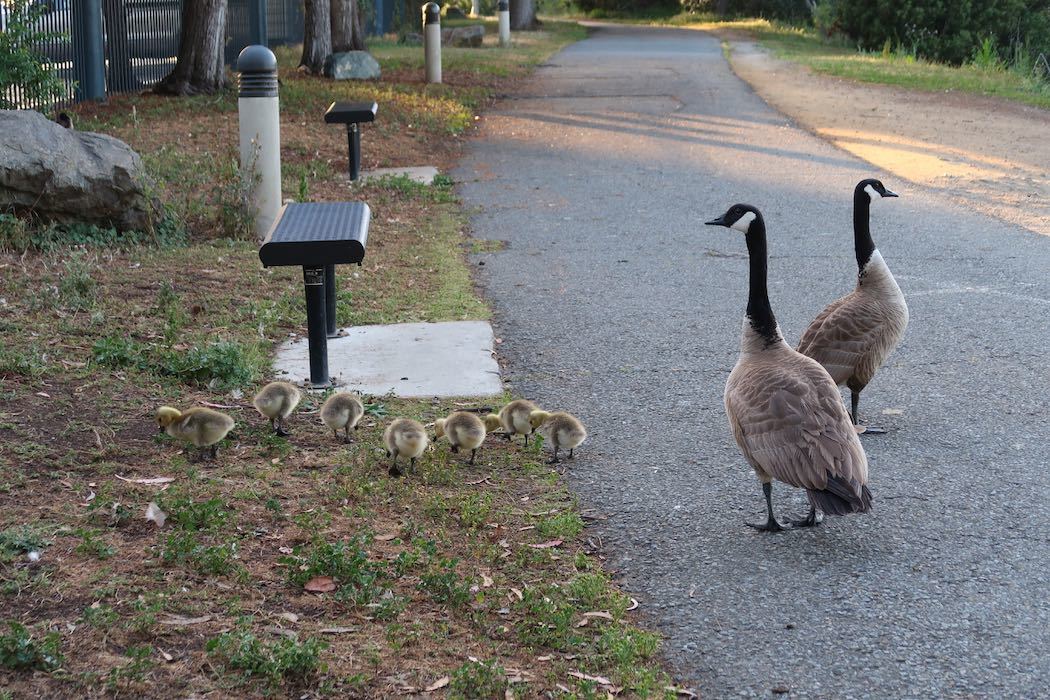 カナダガンの赤ちゃん 2_a0397115_19203376.jpeg