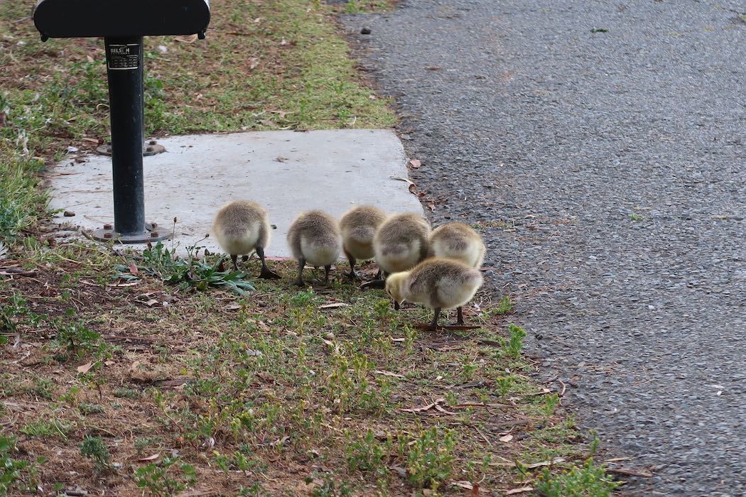 カナダガンの赤ちゃん 2_a0397115_19211728.jpeg