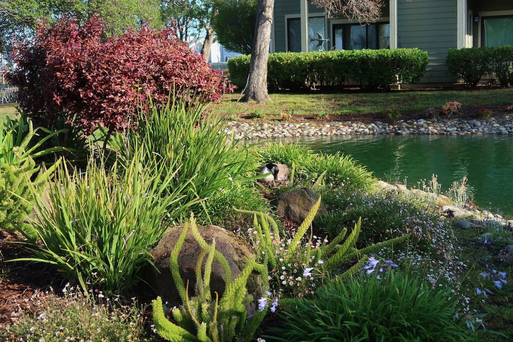 カナダガンの赤ちゃん 2_a0397115_19564324.jpeg