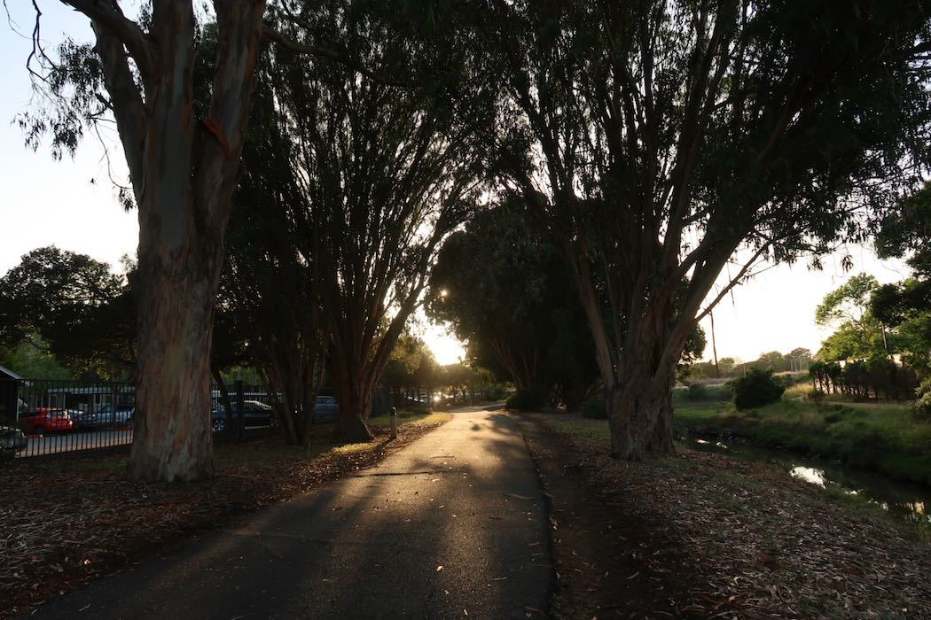 カナダガンの赤ちゃん 2_a0397115_19574206.jpeg