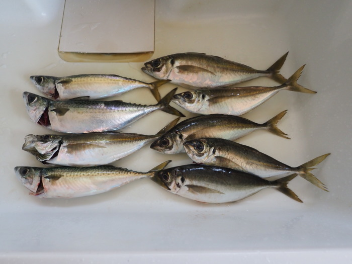 夫の釣果とその後（お刺身とフライ）_c0116915_00194981.jpg