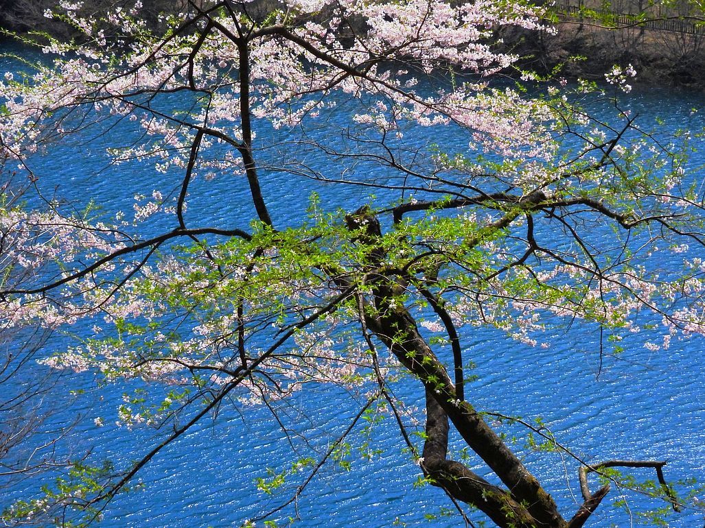 ターコイズブルーの美しさと水没林♪・・・四万川ダム奥四万湖へ行って来た。_a0031821_17335260.jpg