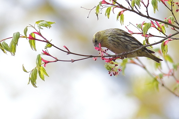 新緑とマヒワ、桜の花とホオジロ_e0413627_16340091.jpg