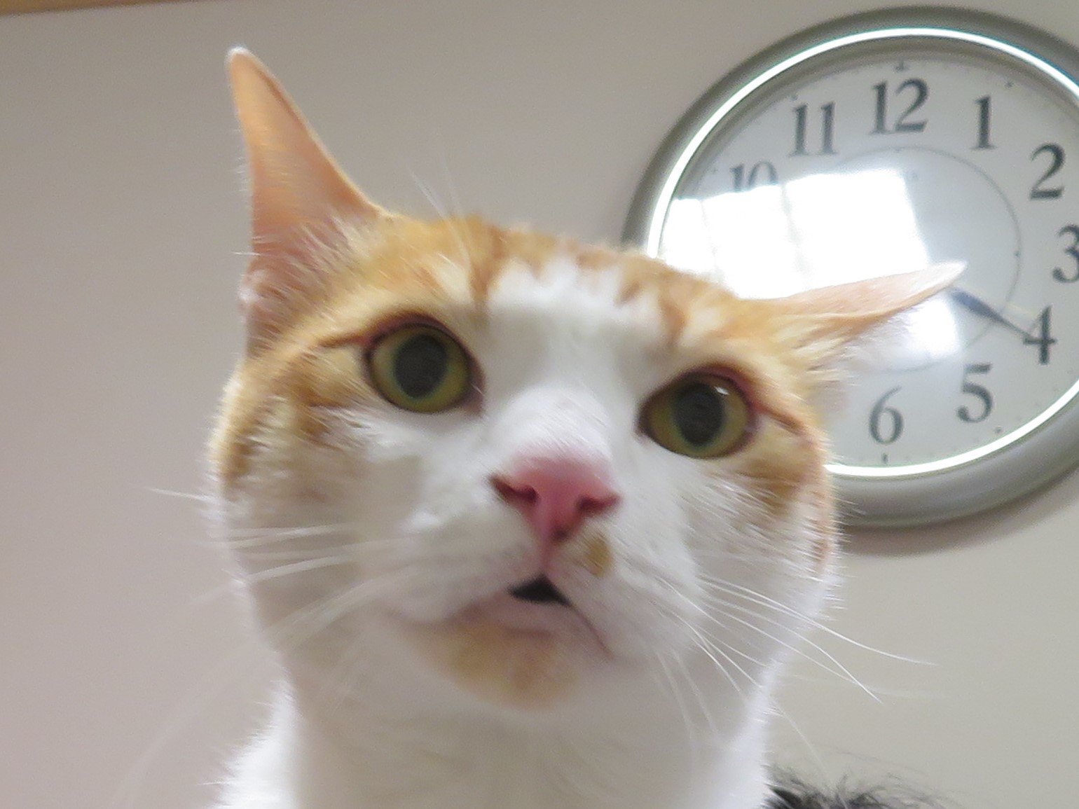 4 月 21 日の写真_c0174644_19404955.jpg