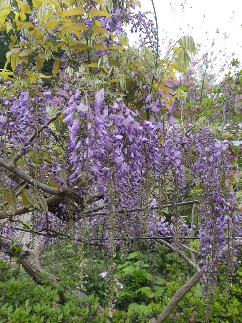 端山藤園へ 目黒区 都立大の 花屋 Moco 花と 植物で楽しい毎日 一人で全力で営業中