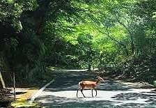 <2021年4月中旬>世界遺産「屋久島」の旅:④(島内周遊・観光編)_c0119160_15443443.jpg