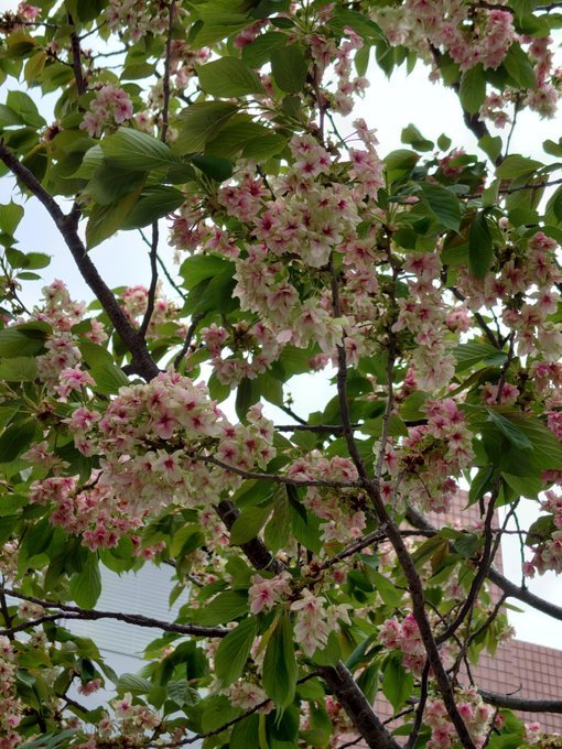 雨ばかりの春なので過去写真集、閻魔あつめ、江戸六地蔵あつめ、将門石碑あつめ2022/4/17-20_b0116271_10415764.jpg