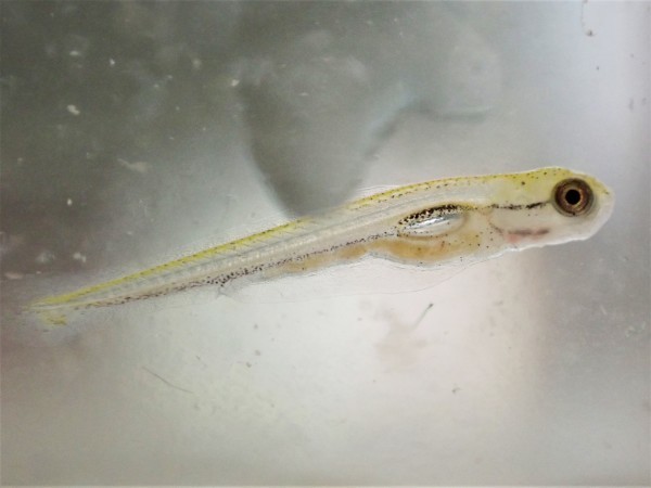 コイの仲間の卵が孵化しました 水元かわせみの里水辺のふれあいルーム