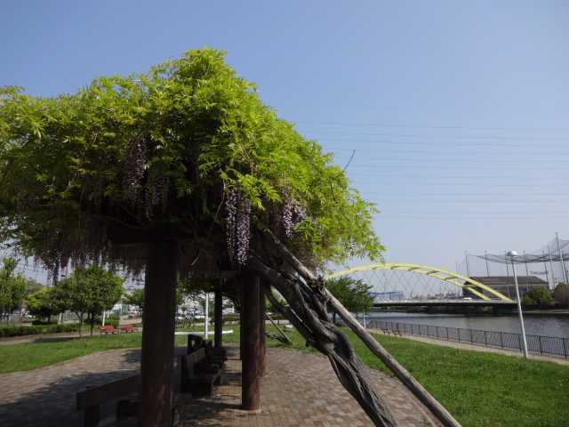 中川口緑地でフジの花が咲いています！_d0338682_09475159.jpg