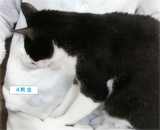 モミモミの心_a0389088_15492303.jpg