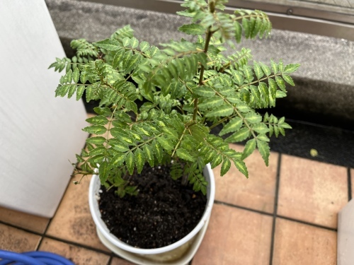 ベランダ仕事_f0347891_22411157.jpeg