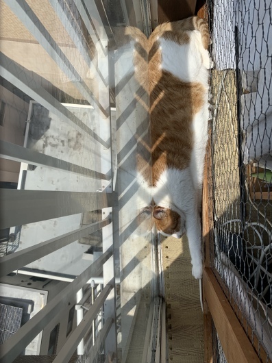 Others 細ーい 猫のサンルーム 猫と一緒に