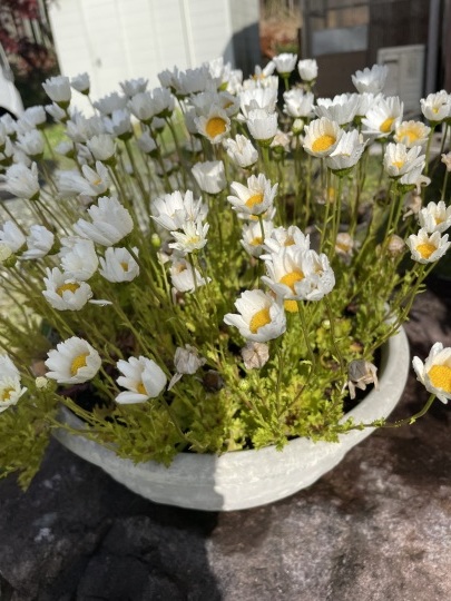 いろんな花が咲いて来ました。_b0229801_23260966.jpeg