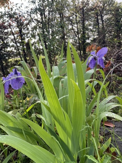 いろんな花が咲いて来ました。_b0229801_23263318.jpeg