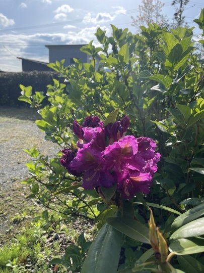 いろんな花が咲いて来ました。_b0229801_23264939.jpeg