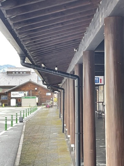 いろんな花が咲いて来ました。_b0229801_23272882.jpeg