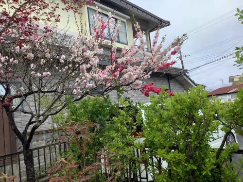 源平桜_e0124021_16165731.jpeg