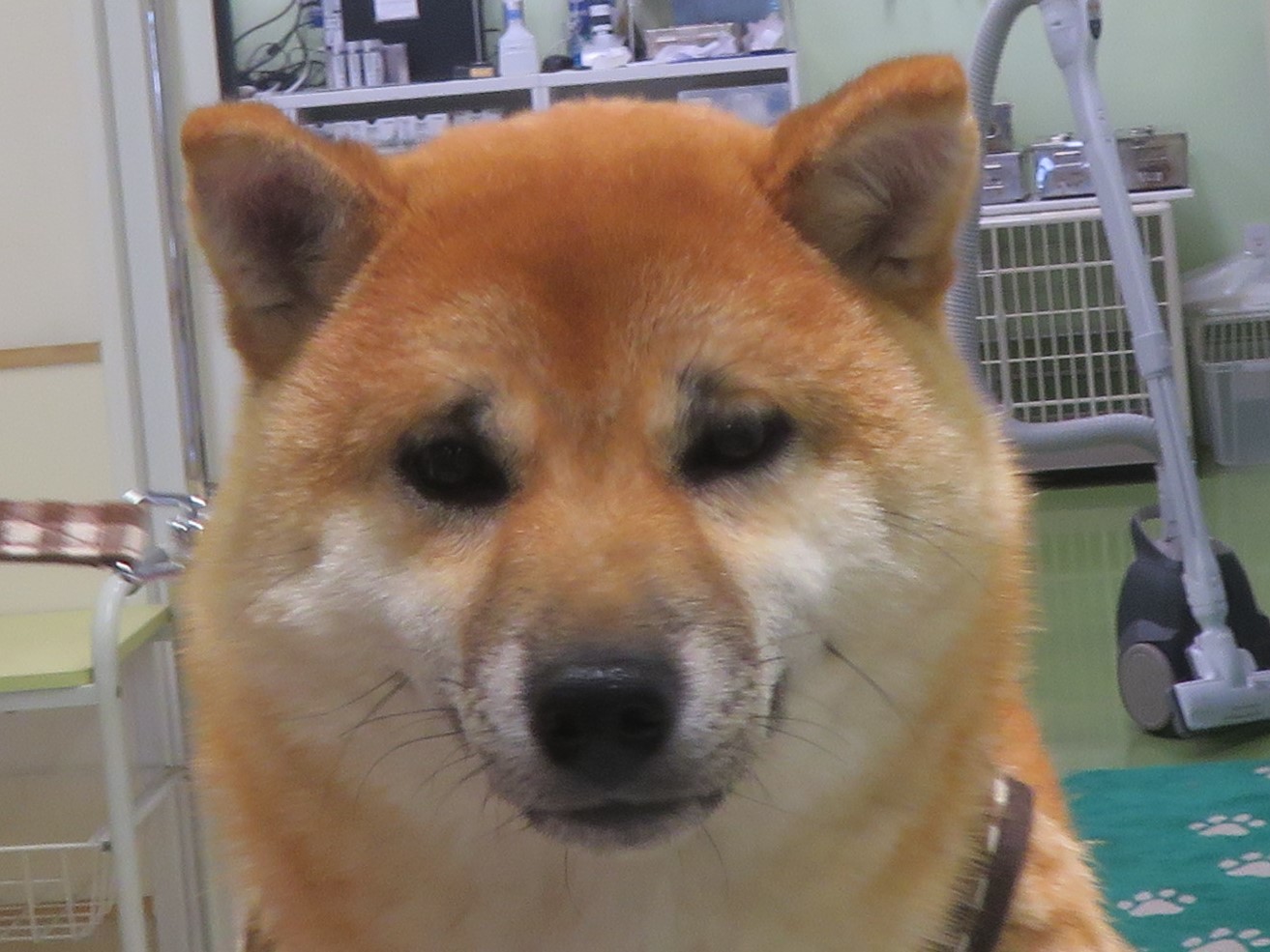 4月22日の写真_c0174644_12510278.jpg
