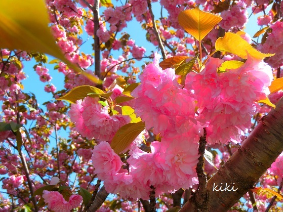 八重桜とハルジオン（松任谷由実さん）_f0234245_11475428.jpg