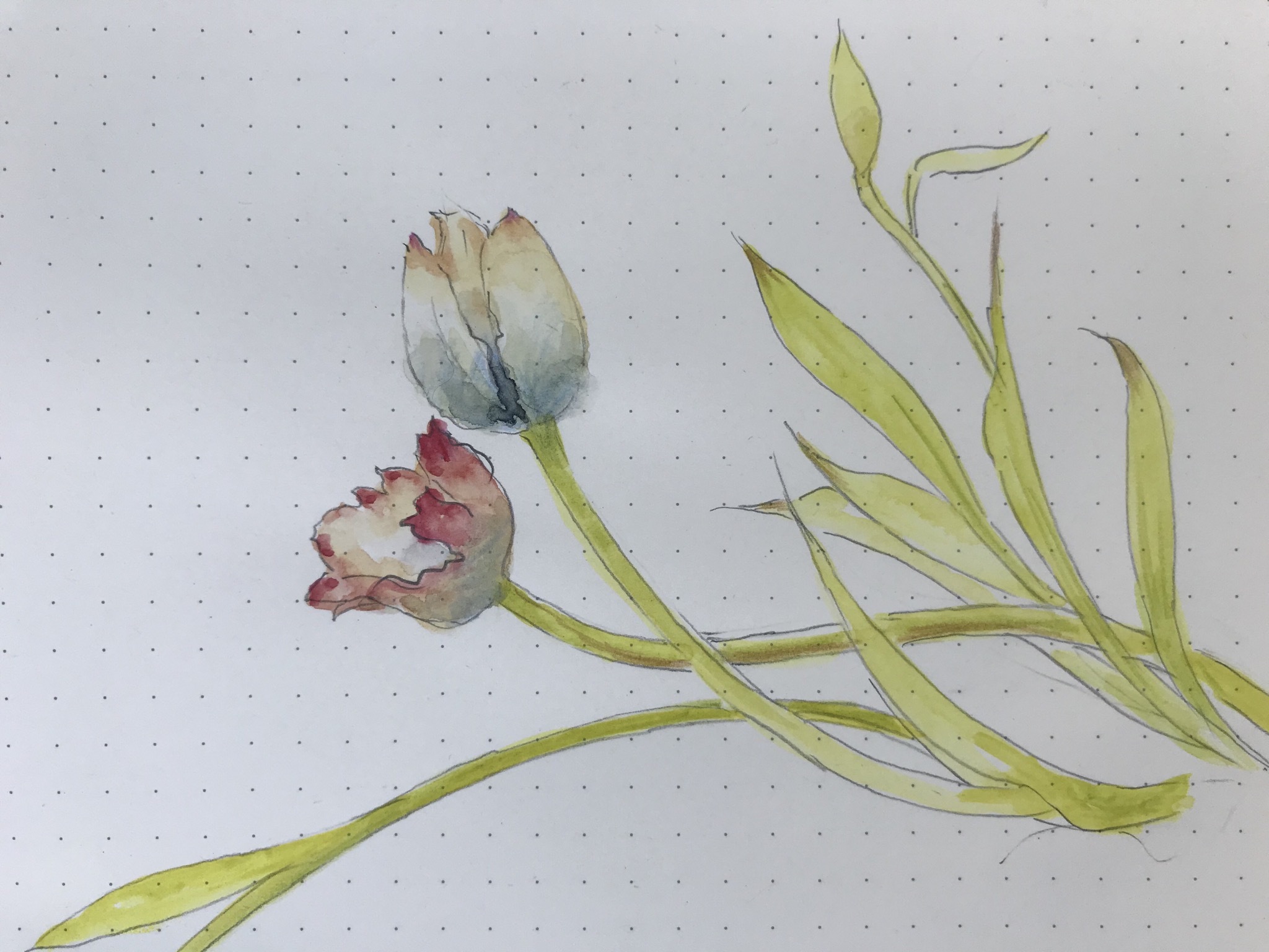 チューリップの絵と何を食べてるかの記録_d0101846_06210454.jpeg