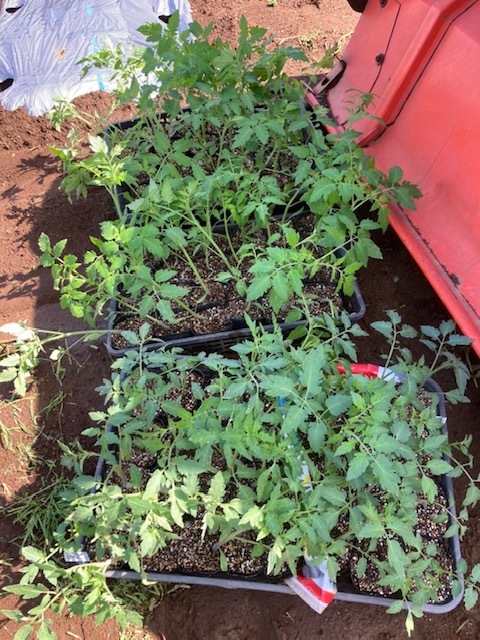 今朝よりトマトの定植を始めました　今日はトマト９６苗　明日はトマト１７苗＆ナス３種＆ピーマン＆パプリカの苗の定植です_c0222448_16181291.jpg