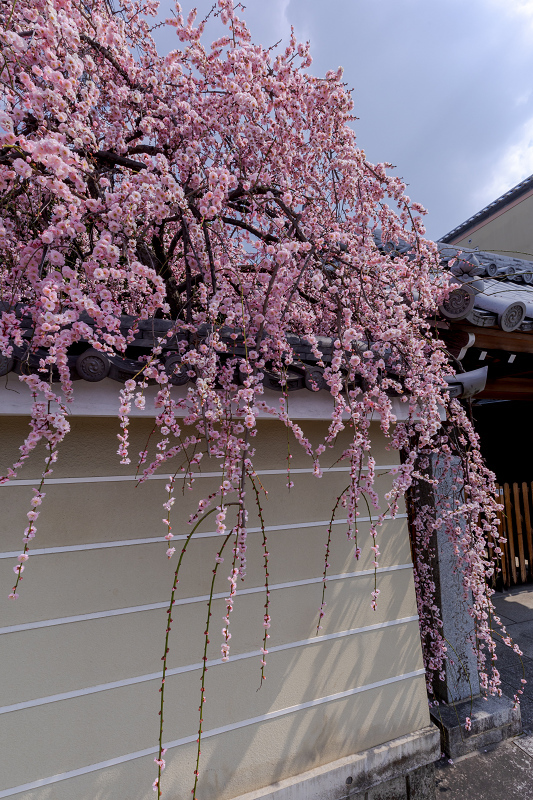 梅咲く京都　地福寺のしだれ梅_f0155048_23121523.jpg