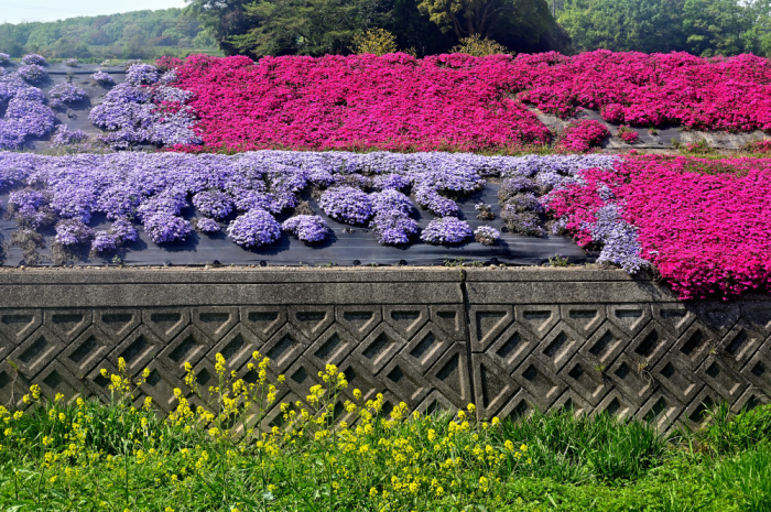 加古郡稲美町　芝桜_a0341170_10122930.jpg