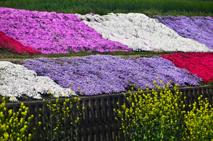 加古郡稲美町　芝桜_a0341170_10160660.jpg