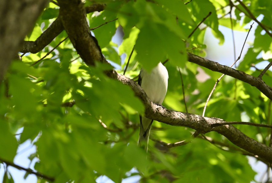 ご近所で出会った鳥たち_b0311071_15131738.jpg