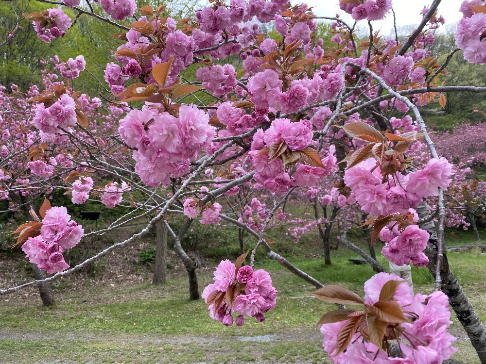 五智公園の桜！_e0065084_22401449.jpg