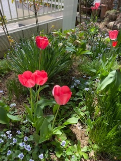 春庭の様子_e0233190_08395230.jpeg