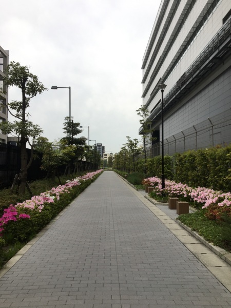 ツツジが綺麗　ANA Blue  Base_b0417696_01121508.jpeg