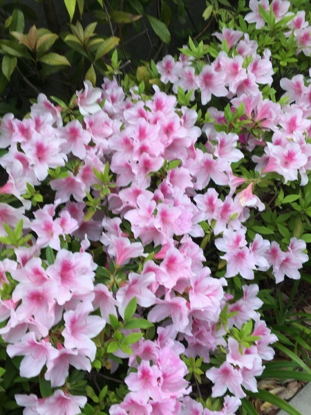 ツツジが綺麗　ANA Blue  Base_b0417696_01123120.jpeg