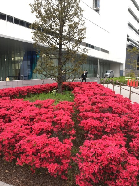 ツツジが綺麗　ANA Blue  Base_b0417696_01130259.jpeg