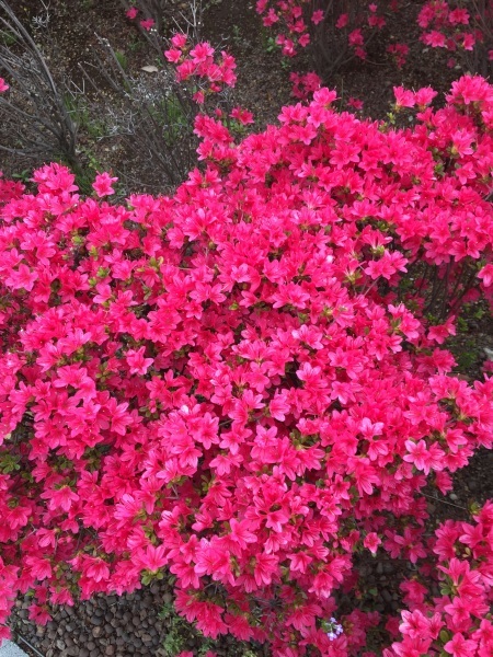 ツツジが綺麗　ANA Blue  Base_b0417696_01131718.jpeg