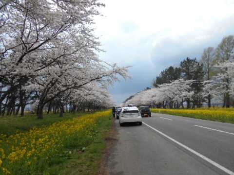 秋田県大潟村の桜と菜の花ロード あんごま餅 小町の日々の暮らし
