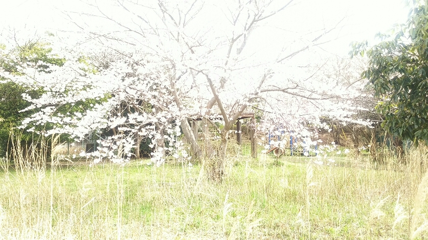 白鷺公園の桜_c0226805_09271220.jpg