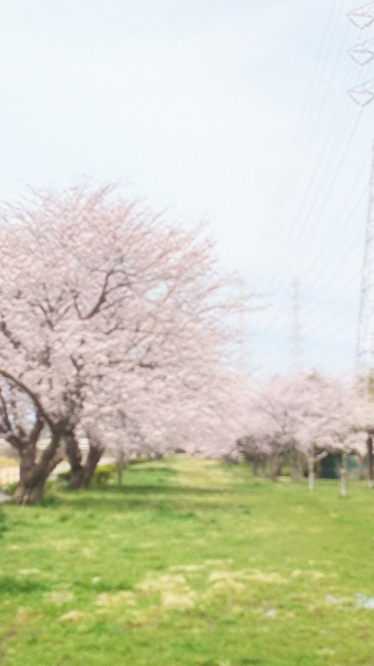白鷺公園の桜_c0226805_09495368.jpg
