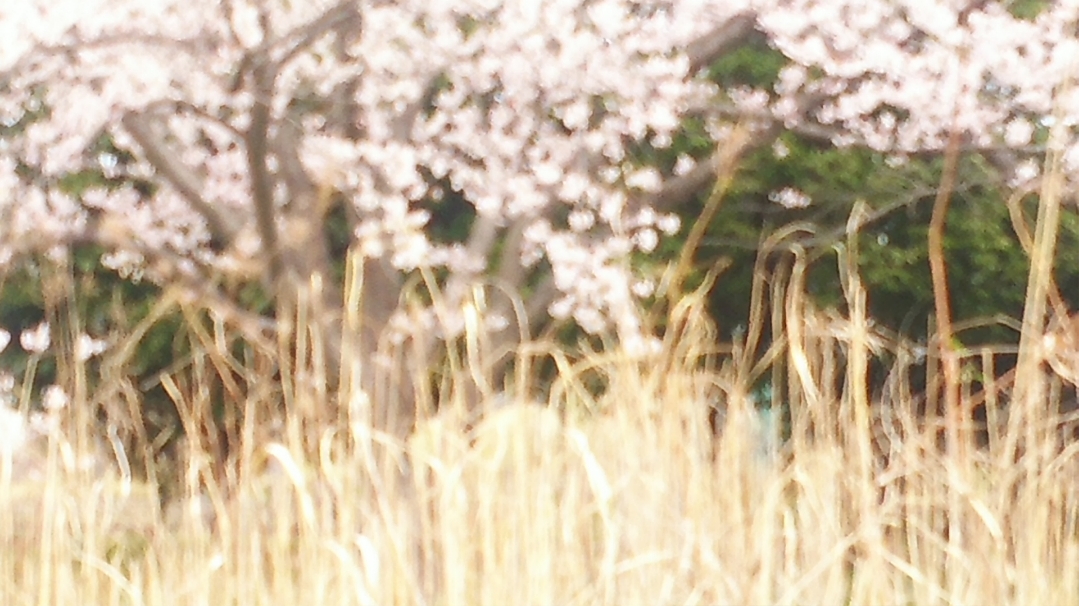 白鷺公園の桜_c0226805_09560864.jpg