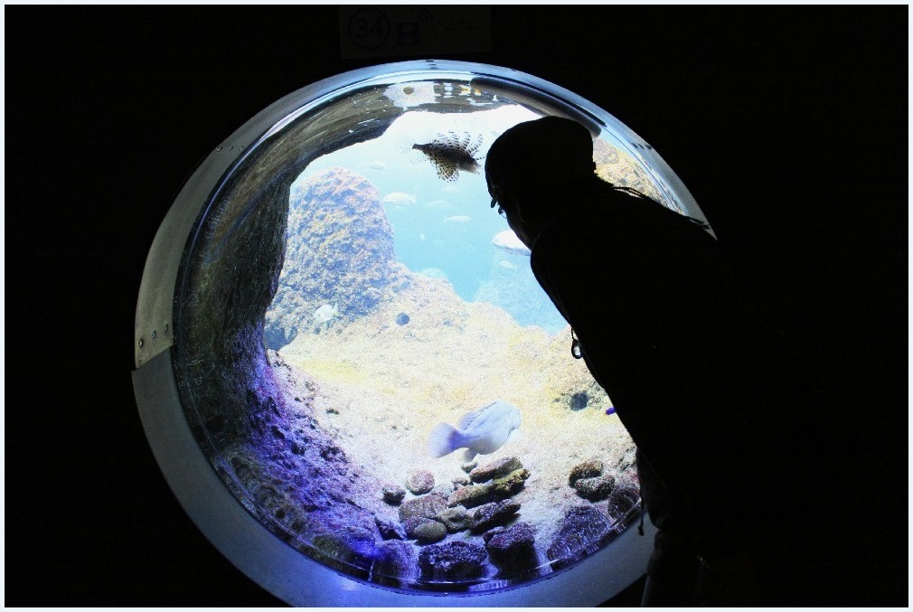 あの日の江の島水族館_c0352813_11035756.jpg