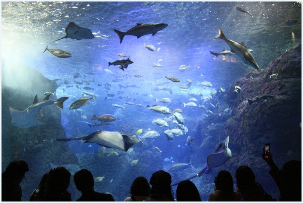 あの日の江の島水族館_c0352813_11044574.jpg