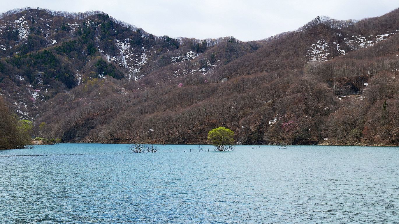 奥利根「藤原湖」へ水没樹探し(^^;・・・４月２２日_a0031821_19321162.jpg